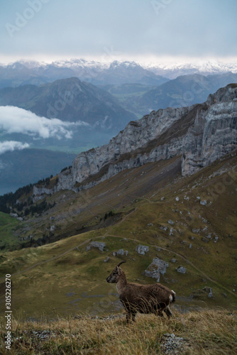 Goat in front of Panorama view of mountains scene from top Pilatus Kulm in Lucerne