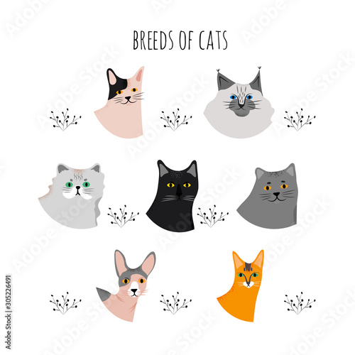 Set with cute portraits cartoon style of cats. Icons of breeds for a different design.