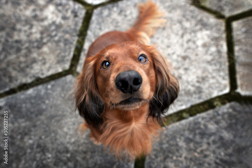 adorable dachshund dog sitting outdoors, top view portrait