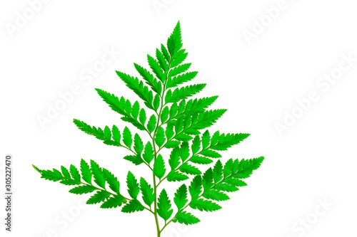 Fern leaves isolated on white background.