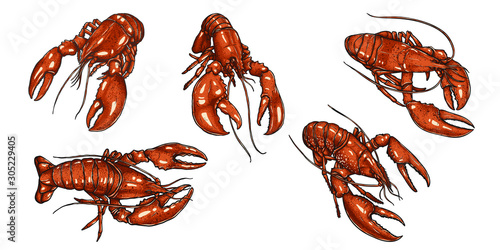 Set of lobster by hand drawing.Lobster vector silhouette on white background.Shrimp art highly detailed in line art style.Animal pictures for coloring.