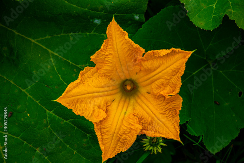 pumpkin flower zero