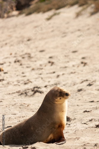 Sea Lion at Seal Bay Kangaroo Island Australia