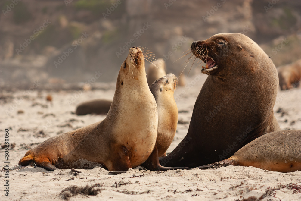 Fototapeta premium Sea Lion at Seal Bay Kangaroo Island Australia