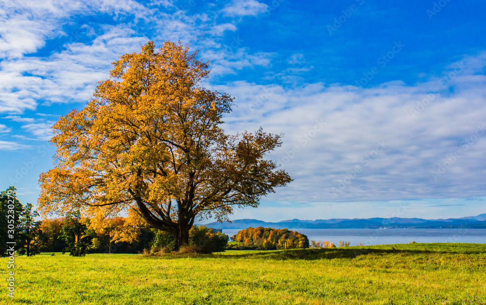 Tree in  golden fall foliage with  Lake Champlain and the Adirondack Mountains in New York