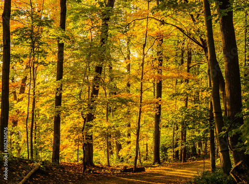 path through golden sun lit trees in autumn