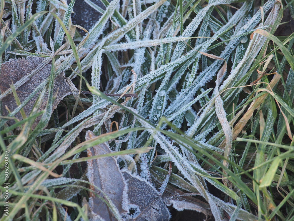 Green grass and gray fallen autumn leaves, covered with frost. Small ice crystals.