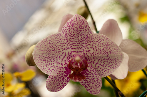 orchid 2