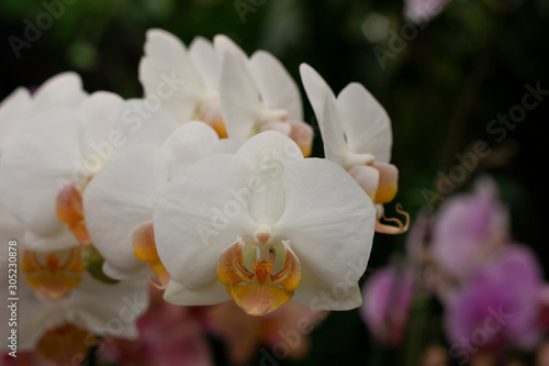 orchid 1