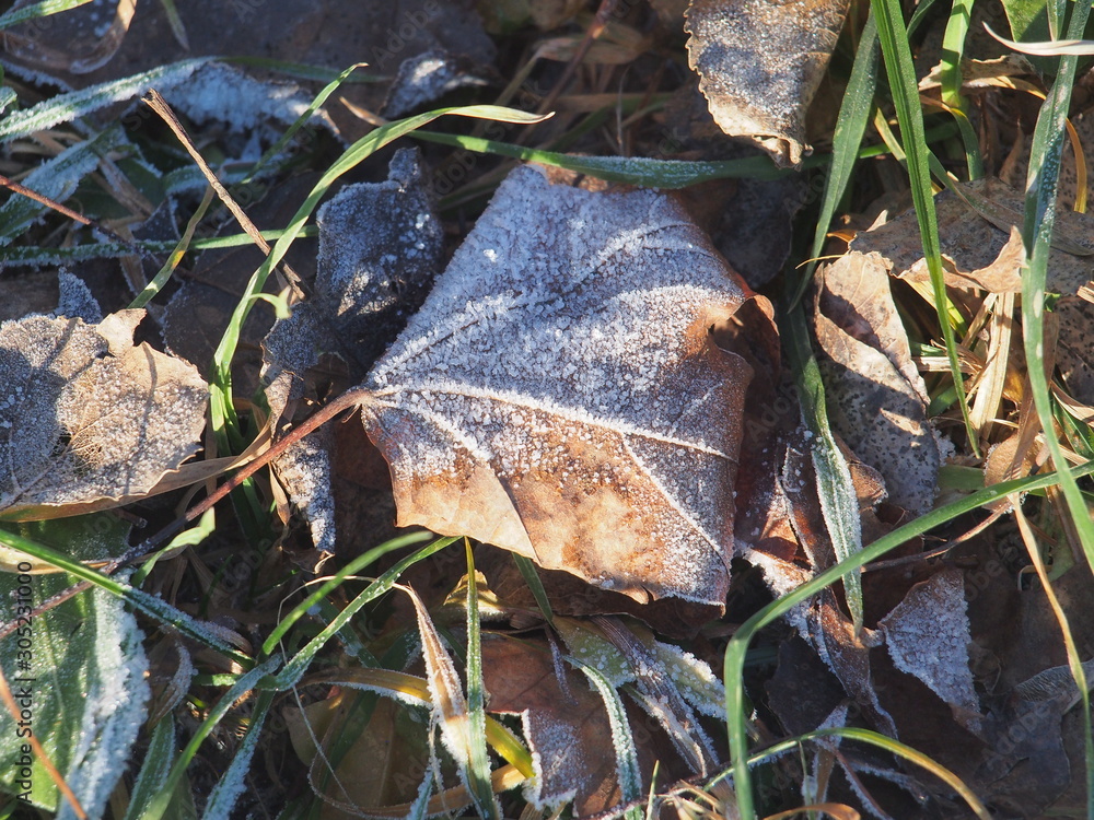 Green grass and gray fallen autumn leaves, covered with frost. Small ice crystals. Green grass and gray fallen autumn leaves, covered with frost. Small ice crystals.