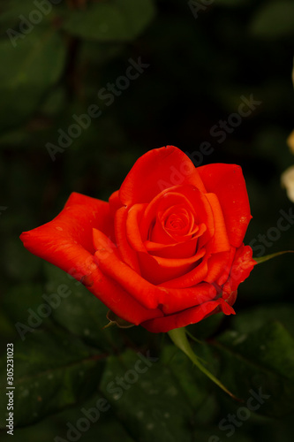 red rose