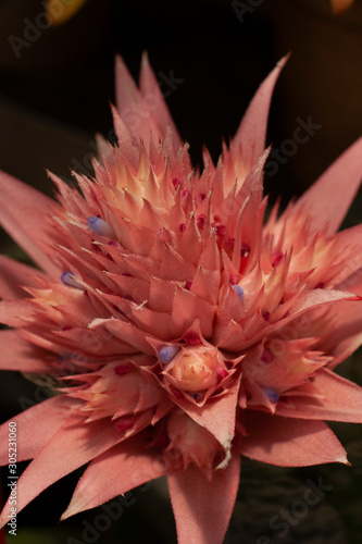 pink cactus flower