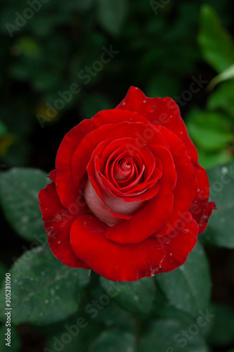 red rose on black background