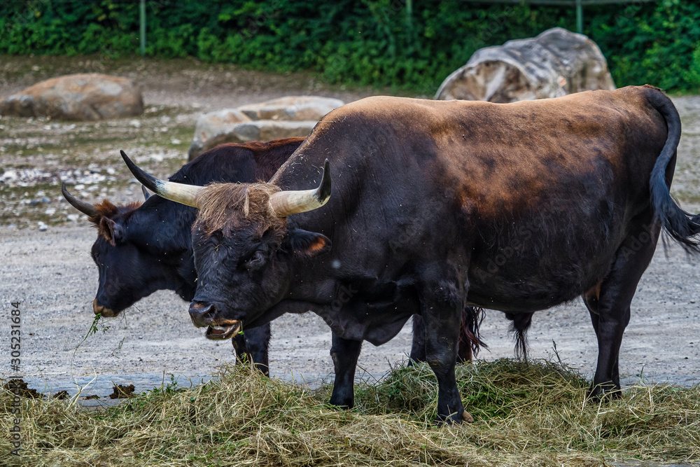 Heck cattle, Bos primigenius taurus or aurochs in the zoo Heck cattle, Bos primigenius taurus or aurochs in the zoo