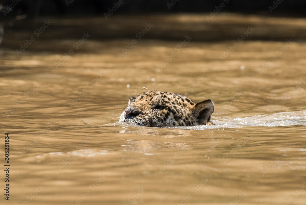 Jagual swimming on the banks of the Cuiaba River,Pantanal,Brazil
