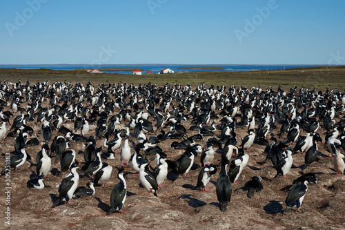 Large colony of Imperial Shag (Phalacrocorax atriceps albiventer) on Bleaker Island on the Falkland Islands