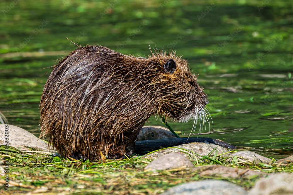 Coypu, Myocastor coypus, also known as river rat or nutria Coypu, Myocastor coypus, also known as river rat or nutria