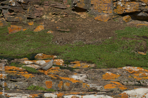 Ruddy Headed Goose (Chloephaga rubidiceps) on the coast of Bleaker Island in the Falkland Islands. photo