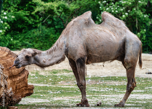 Bactrian camel, Camelus bactrianus in a german zoo © rudiernst