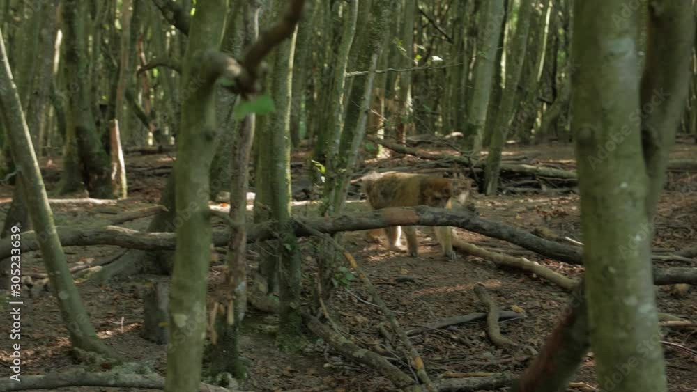 Male monkey in the forest wild magot macaque looking for food Male monkey in the forest wild magot macaque looking for food