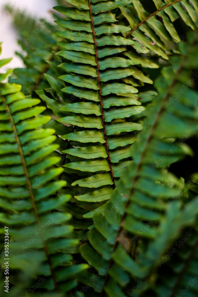 Fototapeta premium green fern leaves in the garden