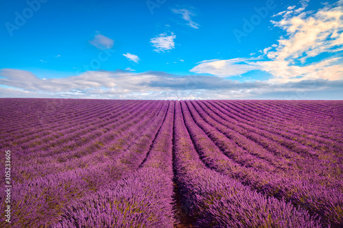 Lavender flower blooming fields endless rows. Valensole Provence  France.