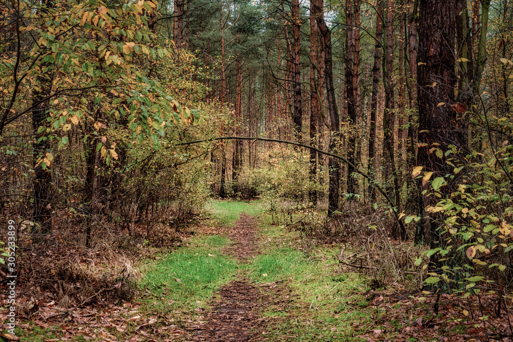 Fototapeta premium Im Wald nach dem Regen