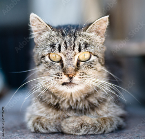 portrait of a cat © Евгений Лютиков