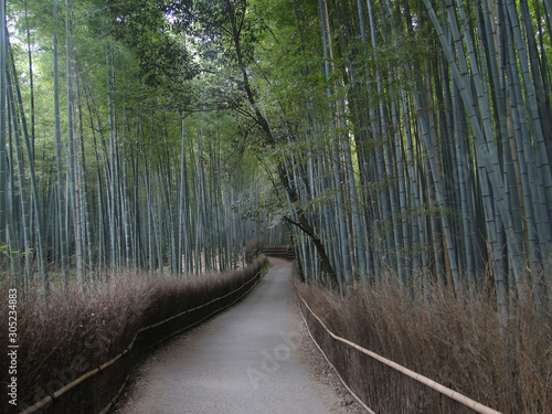 Road to bamboo forest  Arashiyama  Kyoto  Japan