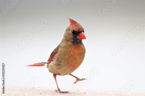 Slika na platnu Northern cardinal female