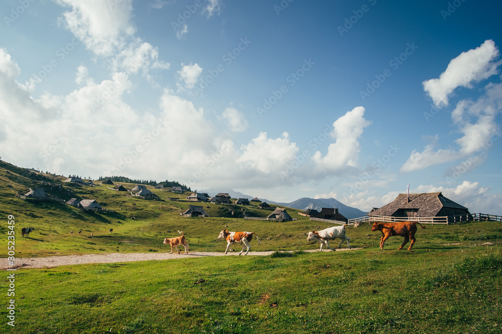 Obraz premium Group of cows on pasture in front of traditional houses. Velika Planina, Slovenia