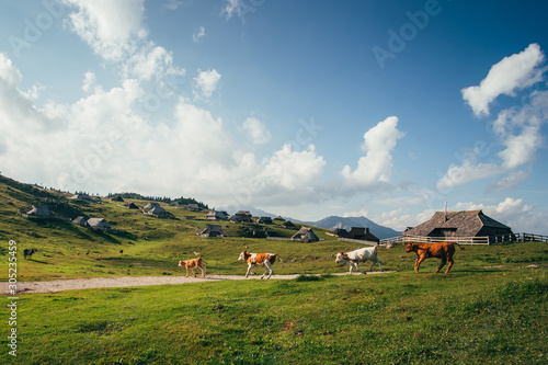 Group of cows on pasture in front of traditional houses. Velika Planina, Slovenia