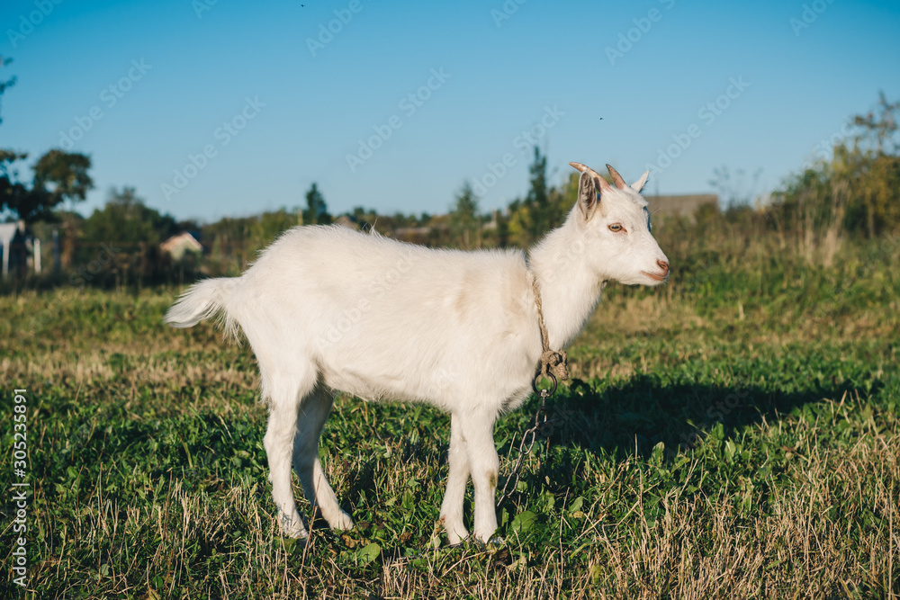 Young white horned goat grazes in a green meadow on a bright sunny summer day Young white horned goat grazes in a green meadow on a bright sunny summer day
