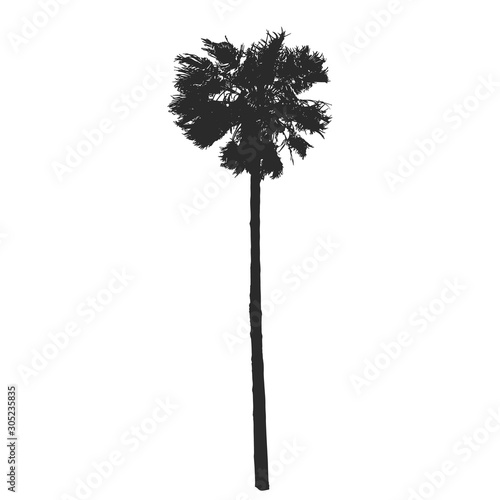 Realistic palm tree silhouette. Vector illustration.