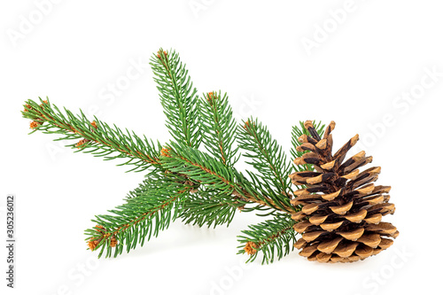 Branch of fir tree with fir cone on a white background