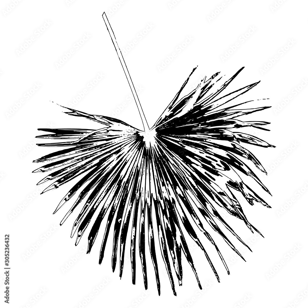 Naklejka premium Palm leaf silhouette. Black on a white background. Vector illustration.