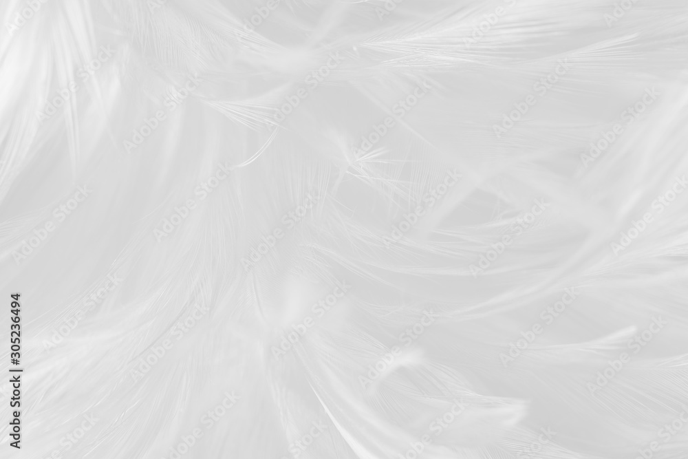 Obraz premium Beautiful line white feather wool pattern texture background