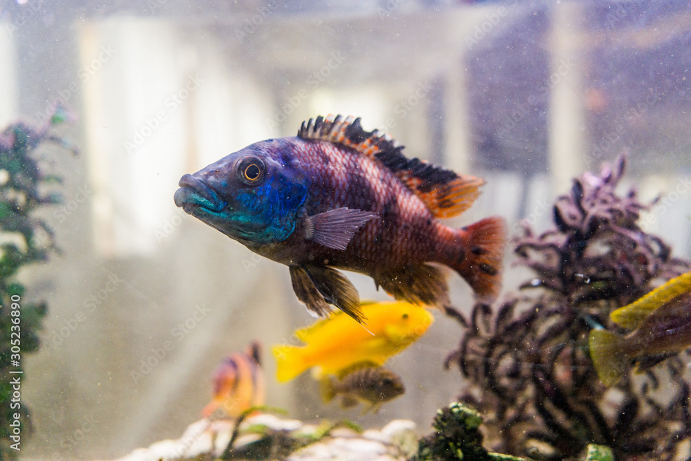 Fototapeta premium fisch