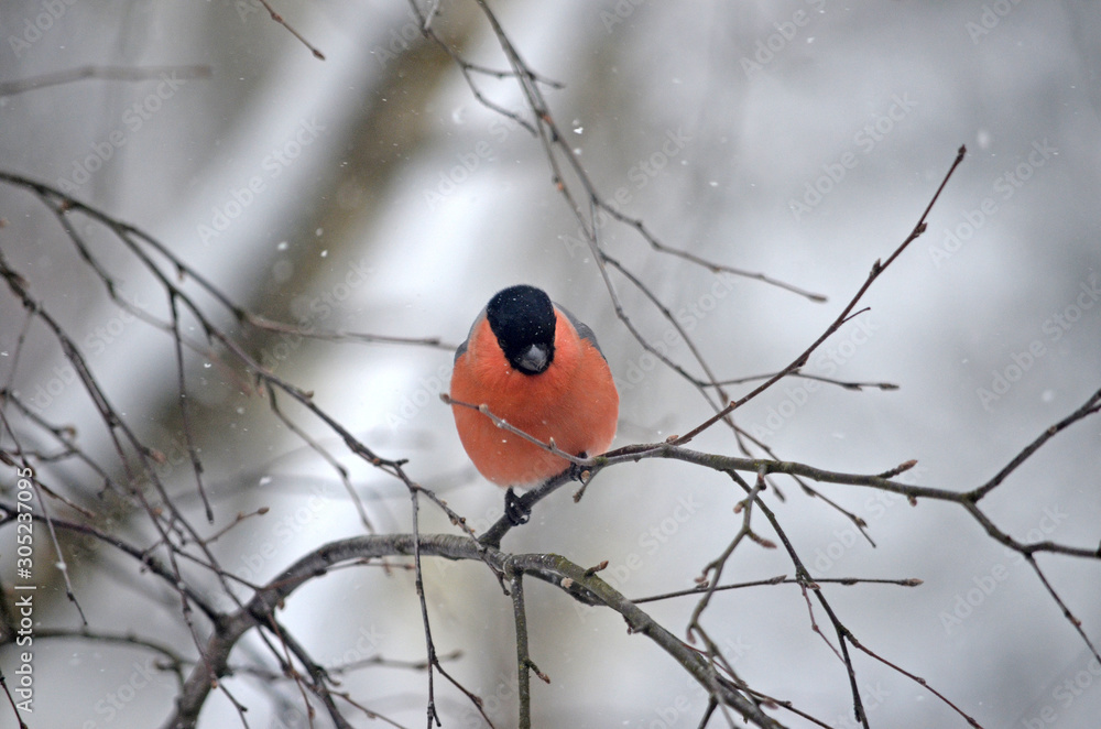 Bullfinch in the wild. Winter birds of central Russia Bullfinch in the wild. Winter birds of central Russia