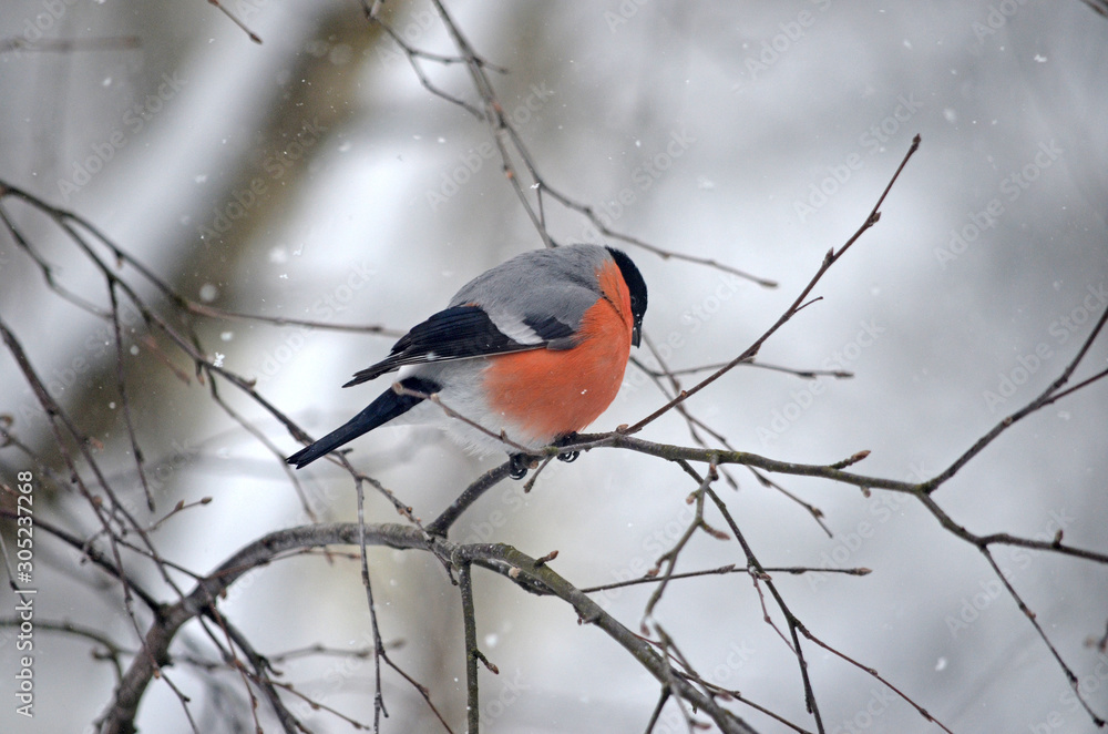Bullfinch in the wild. Winter birds of central Russia Bullfinch in the wild. Winter birds of central Russia