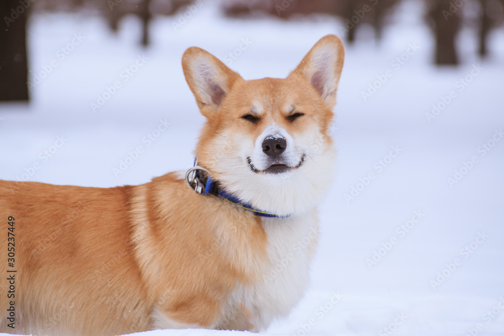 Welsh Corgi Pembroke red dog on a walk in the winter in the park Welsh Corgi Pembroke red dog on a walk in the winter in the park
