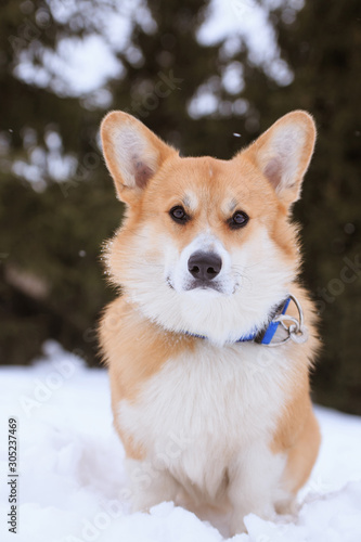 Welsh Corgi Pembroke red dog on a walk in the winter in the park