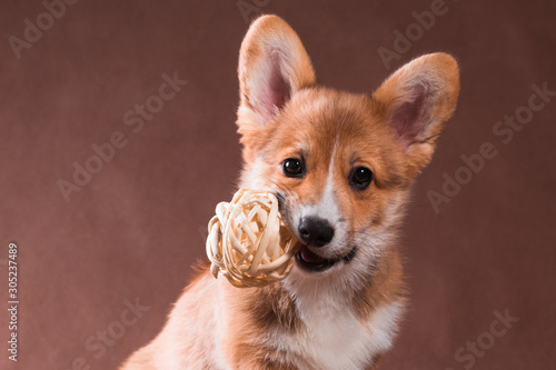 A small red dog of the Welsh Corgi Pembroke breed holds a wicker ball in his teeth