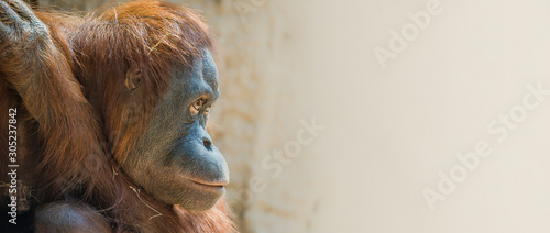Banner with portrait of depressed Asian orangutan with copy space for text, male, adult, closeup, derails