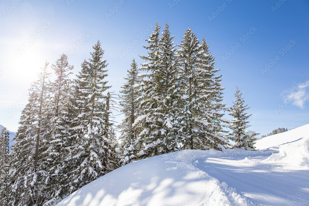 Sun shining through the snowy pine trees in the mountains with a lot of snow in Kleinwalstertal, Austria 