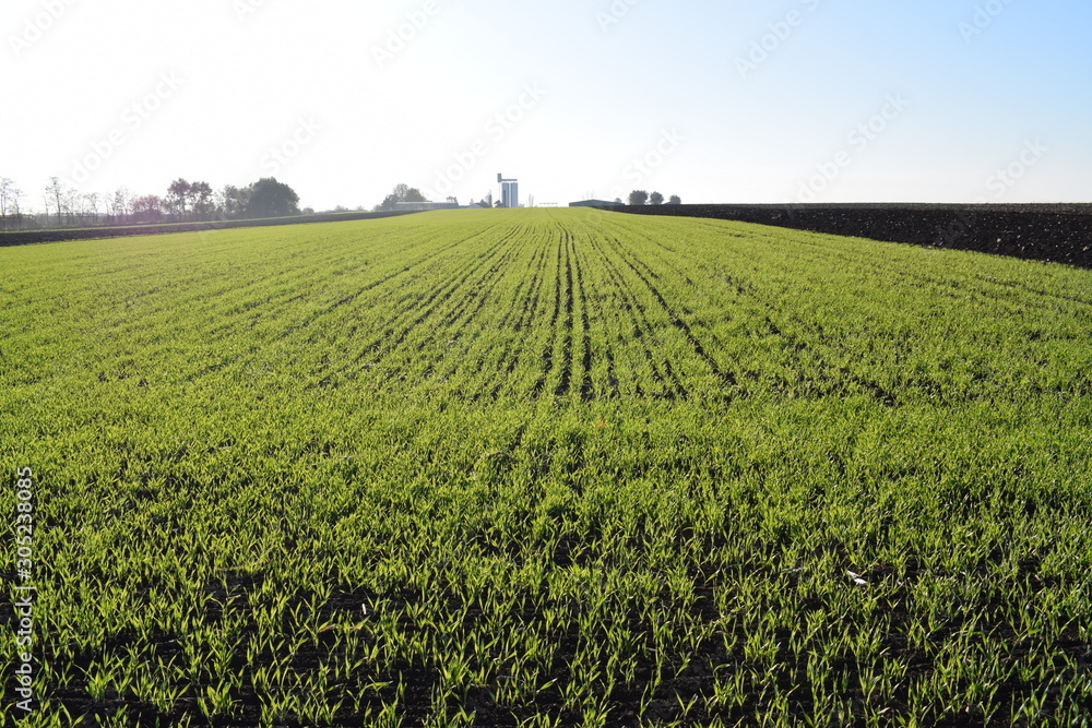Young wheat before winter with farm in background 