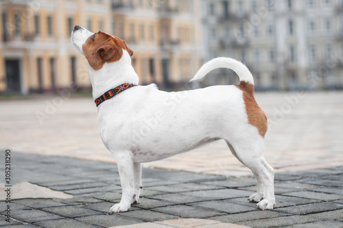 cute red dog jack russell terrier is standing at the tile in pavement