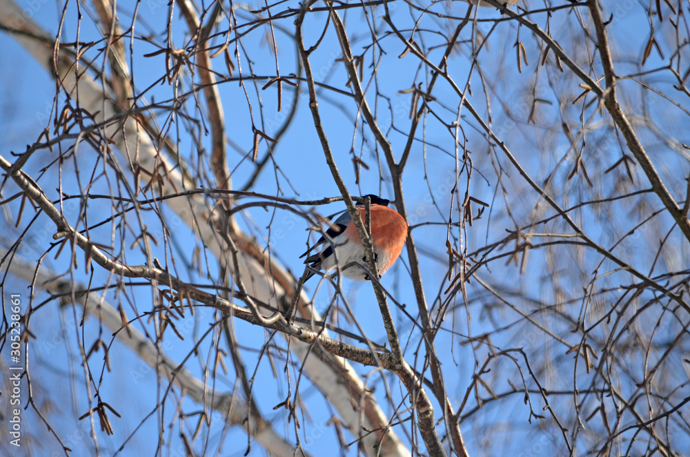 Bullfinch in the wild. Winter birds of central Russia Bullfinch in the wild. Winter birds of central Russia