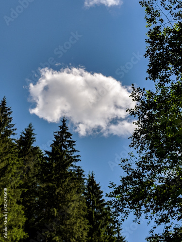 One singular cloud seen through tall pine trees
