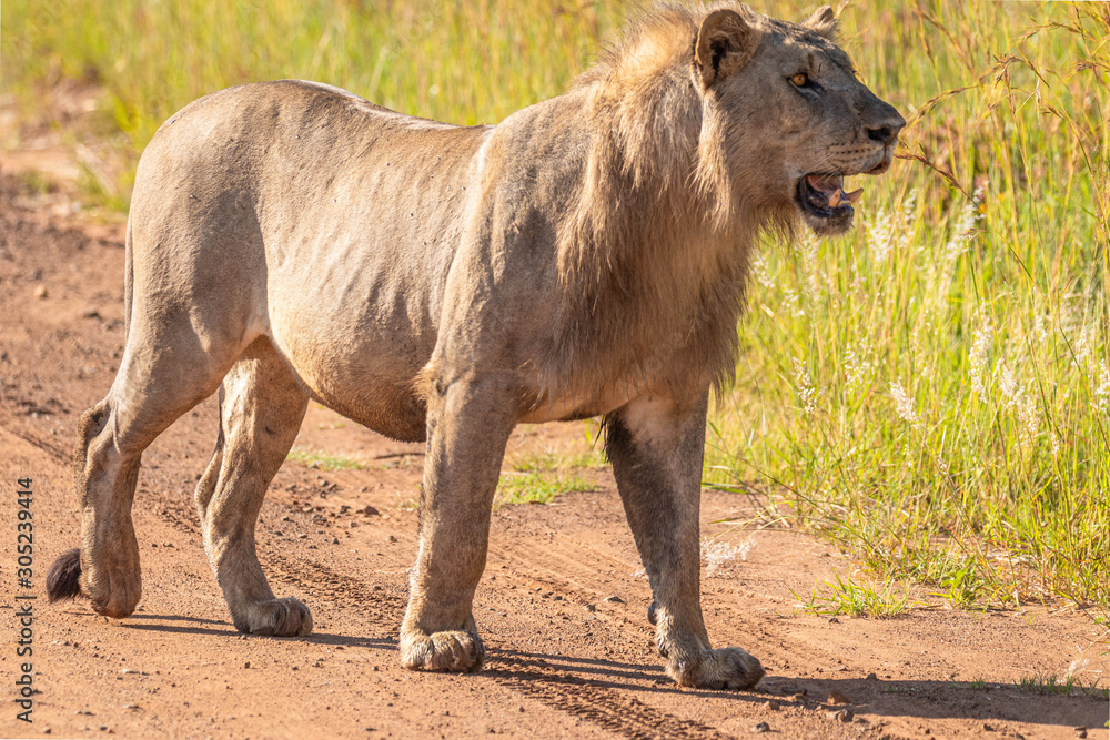 Male lion ( Panthera Leo Leo) standing on the road watching at other lions, Pilanesberg, South Africa.